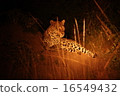 Leopard 16549432