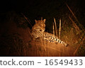 Leopard 16549433