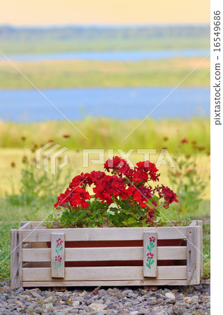 Geranium flowers Geranium flowers 16549686