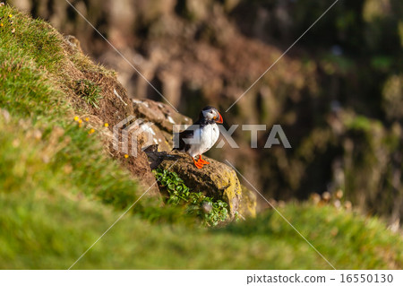 Atlantic puffin in Western Iceland 16550130