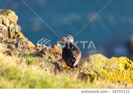 Atlantic puffin in Western Iceland 16550132