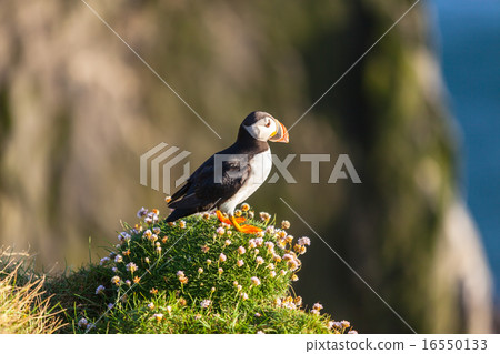 Atlantic puffin in Western Iceland 16550133
