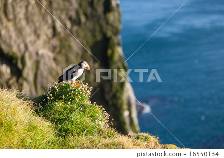 Atlantic puffin in Western Iceland 16550134