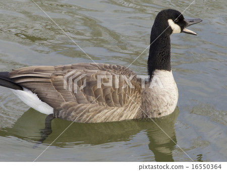 Cackling goose is screaming 16550364