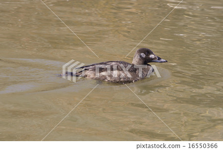 The white-winged scoter female 16550366