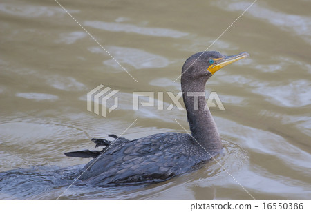 The double-crested cormorant is swimming 16550386
