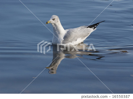 The ring-billed gull is swimming 16550387