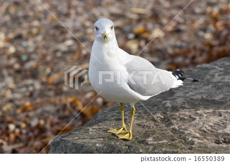 The surprised gull 16550389