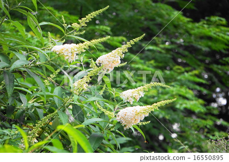 June Flower Buttrea · Fujikutsugamidae 11 16550895