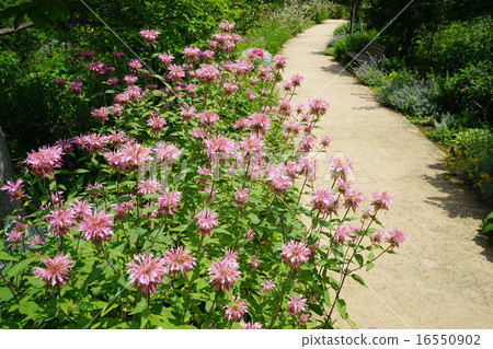 June Flower Monarada / Labiatae 55 16550902