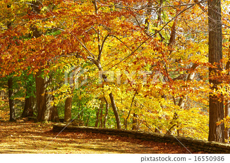 Autumn scene 16550986