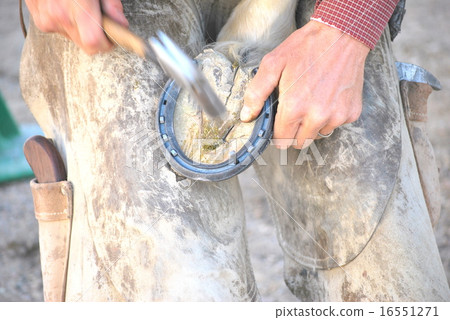 Male farrier. Male farrier. 16551271