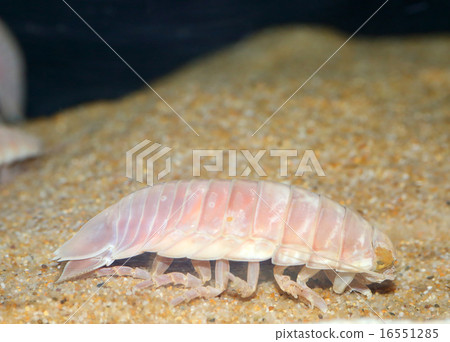 白尾甲蟲 白尾甲蟲 16551285