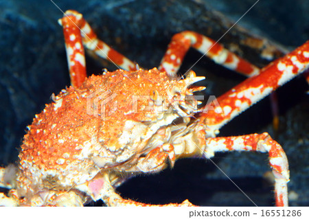 Japanese spider crab Japanese spider crab 16551286