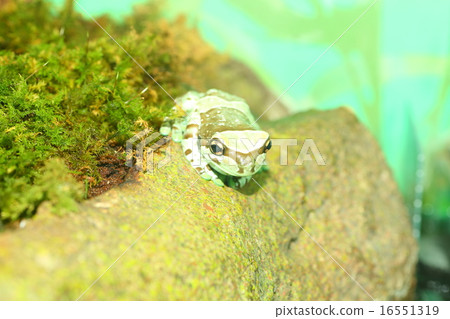 Papilion frogs Papilion frogs 16551319