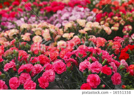 一邊是康乃馨 16551338