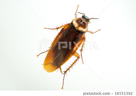 美國蟑螂 16551392