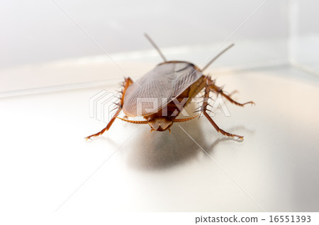 美國蟑螂 16551393
