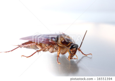 美國蟑螂 16551394