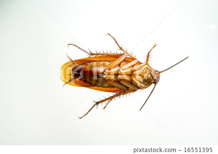 美國蟑螂 16551395