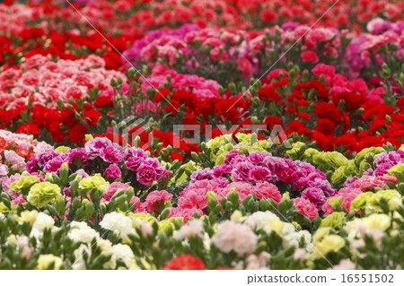 一邊是康乃馨 一邊是康乃馨 16551502