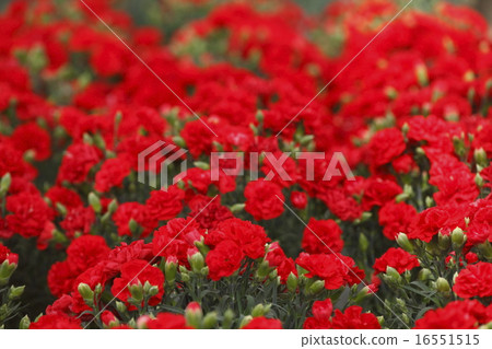 一邊是康乃馨 16551515