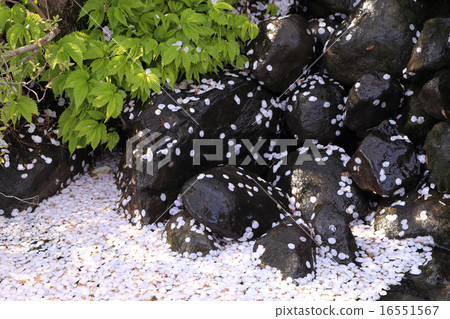 Scattered cherry tree Scattered cherry tree 16551567
