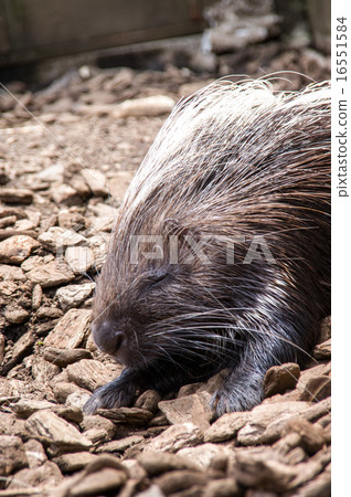 富士野生動物園|非洲海膽豪豬 富士野生動物園|非洲海膽豪豬 16551584