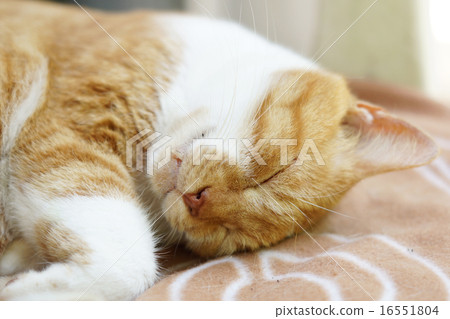 Sleeping tea cat 16551804