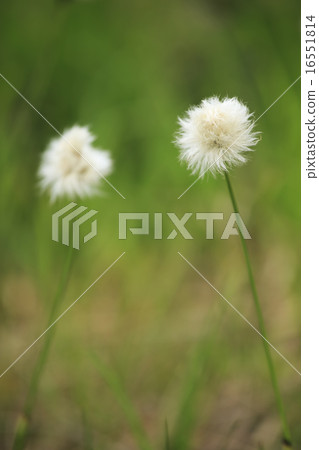 歡迎來到 16551814