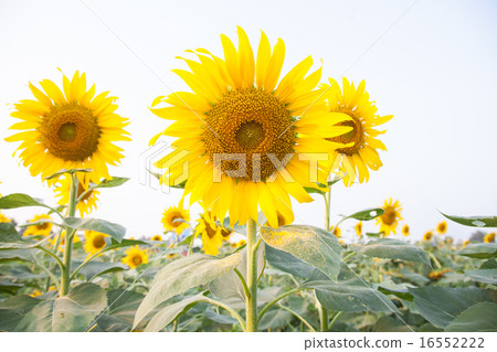 Sunflower in sunflower field Sunflower in sunflower field 16552222