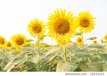 Sunflower in sunflower field 16552223