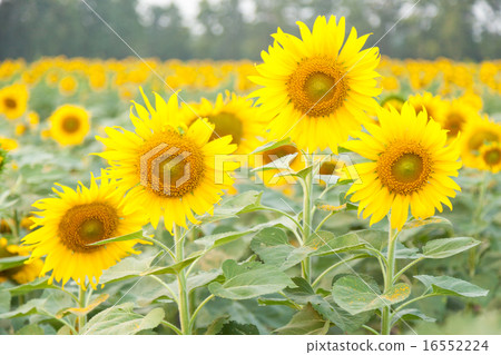 Sunflower in sunflower field Sunflower in sunflower field 16552224