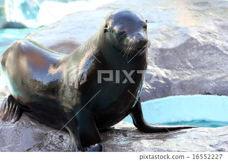 加州海獅 加州海獅 16552227