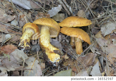 Quercus serrata 16552597