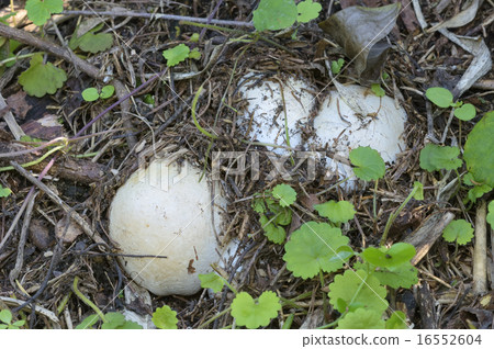 Makinuga Satake 16552604