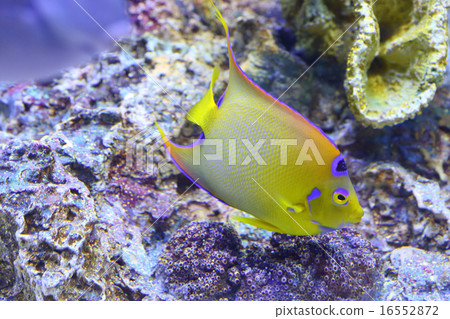 女王神仙魚 女王神仙魚 16552872