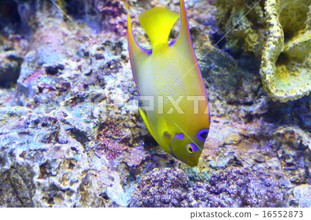 女王神仙魚 女王神仙魚 16552873