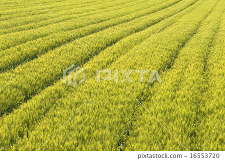 Road of patchwork of Biei town in the hill Road of patchwork of Biei town in the hill 16553720