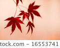秋天的樹葉 16553741