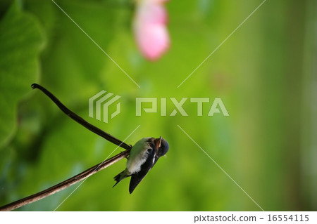 Swallow 431 Swallow 431 16554115