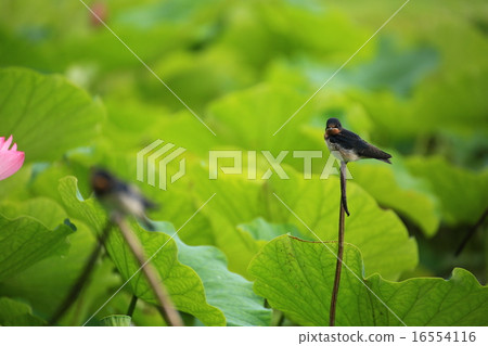 Swallow 439 Swallow 439 16554116