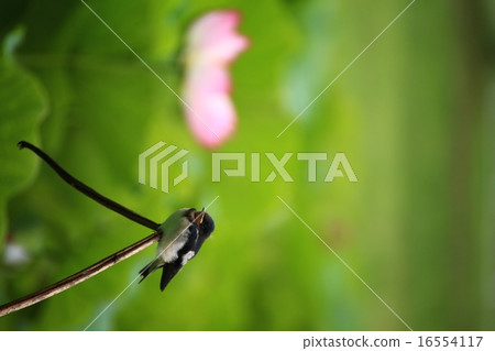 Swallow 442 16554117