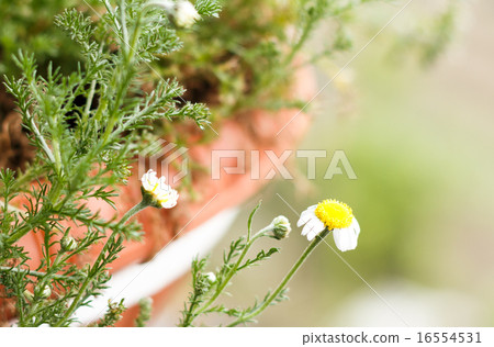 羅馬洋甘菊花洋甘菊 羅馬洋甘菊花洋甘菊 16554531