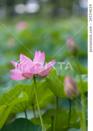 一朵蓮花 一朵蓮花 16554654