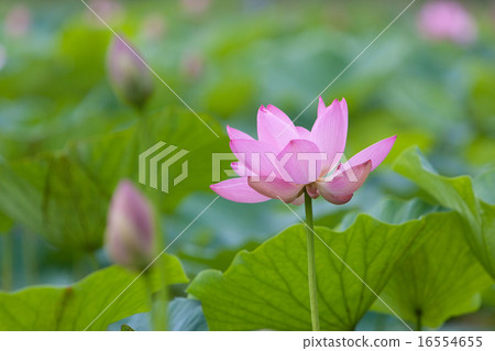 一朵蓮花 一朵蓮花 16554655