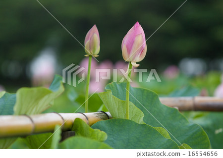 一朵蓮花 一朵蓮花 16554656