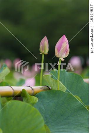 A lotus A lotus 16554657