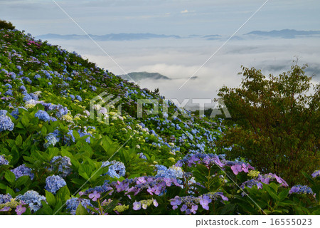 繡球花盛開大川原高原1 16555023