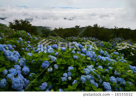 Hydrangea blooms Okawahara Kogen 10 16555032